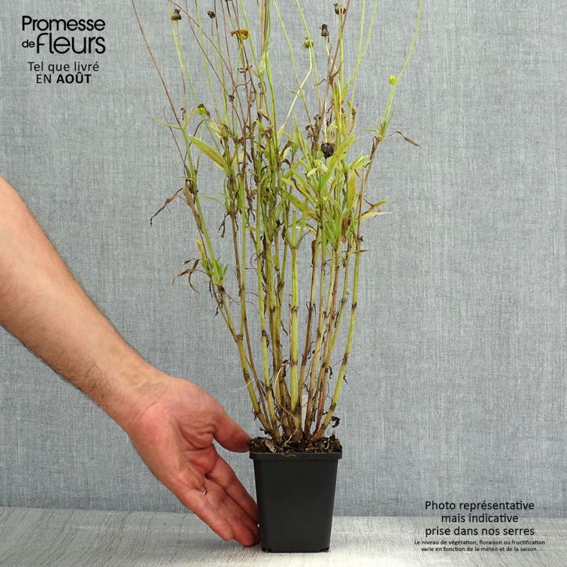 Spécimen de Coreopsis lanceolata Baby Gold Godet de 8/9 cm tel que livré en été