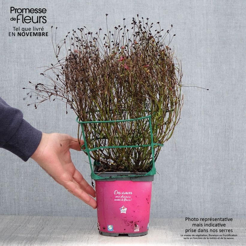 Spécimen de Coreopsis Limerock Passion - Coreopsis hybride Pot de 2L/3L tel que livré en automne