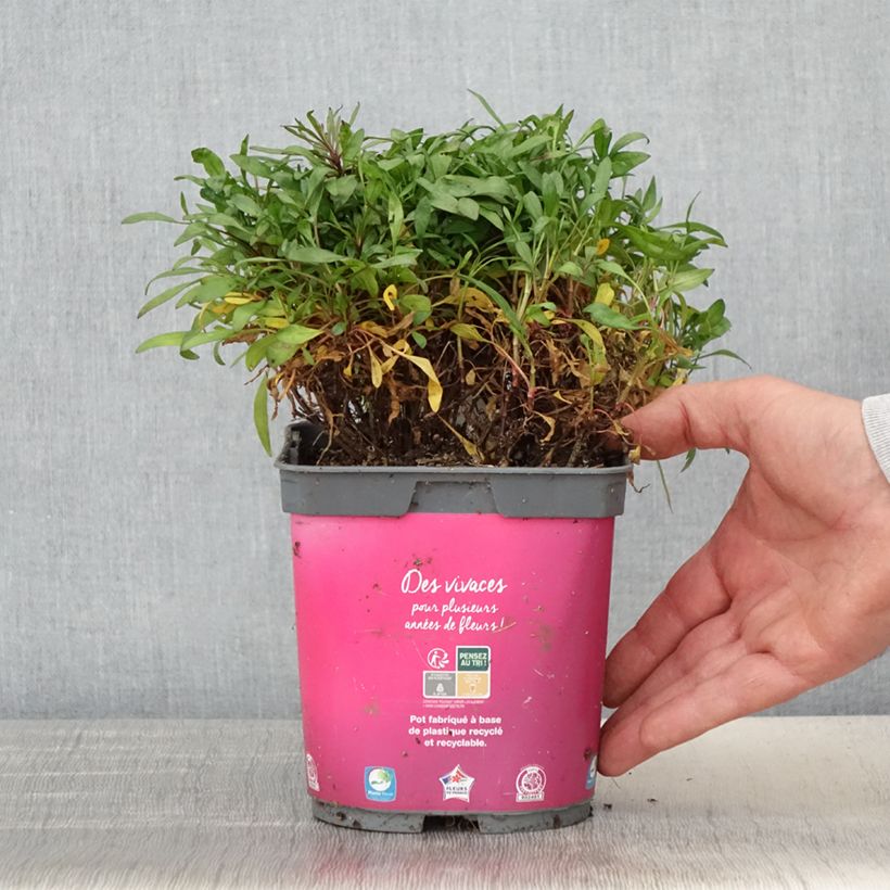Spécimen de Coreopsis Limerock Passion - Coreopsis hybride Pot de 2L/3L tel que livré au printemps