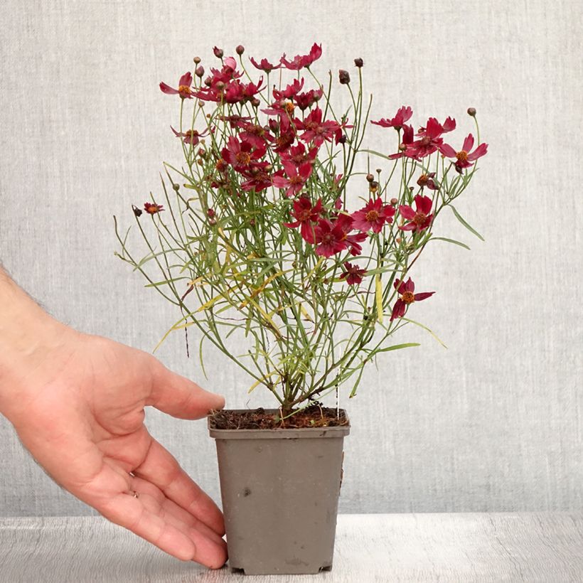 Spécimen de Coreopsis Limerock Ruby - Coreopsis rose Godet de 8/9 cm tel que livré en été