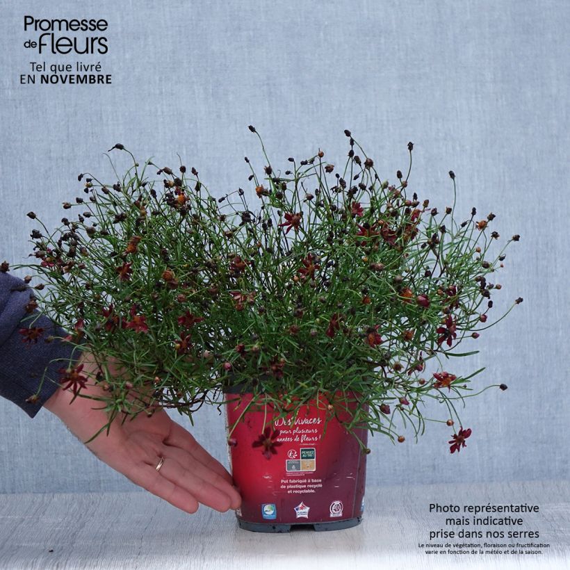 Spécimen de Coreopsis Limerock Ruby - Coreopsis rose Pot de 2L/3L tel que livré en automne
