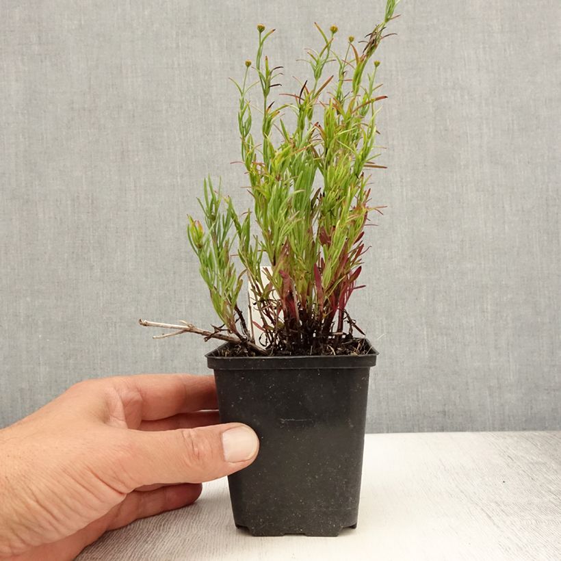 Spécimen de Coreopsis Madras Magic - Coréopsis Godet de 8/9 cm tel que livré en été
