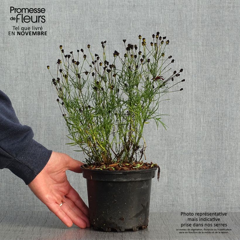 Spécimen de Coreopsis Red Satin Pot de 2L/3L tel que livré en automne