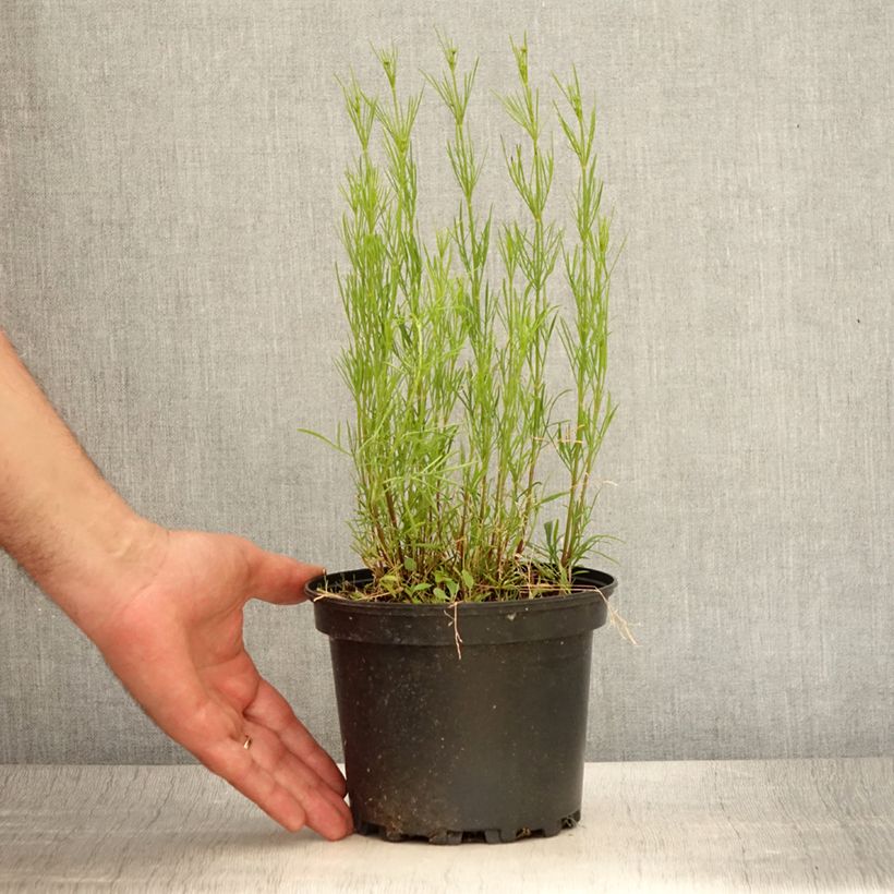 Spécimen de Coreopsis Red Satin Pot de 2L/3L tel que livré en été