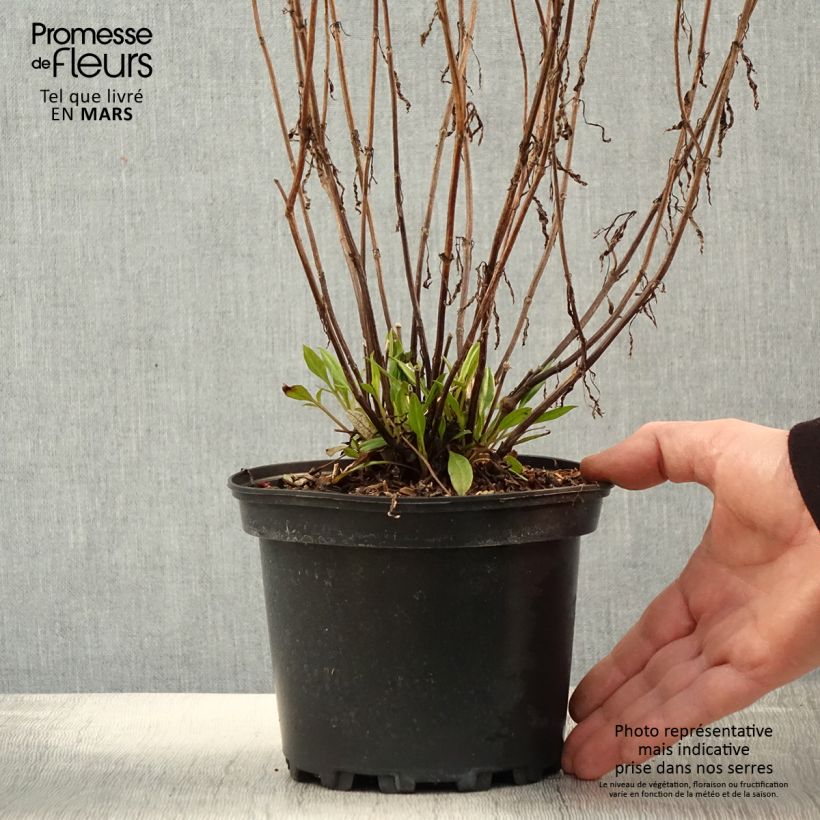 Spécimen de Coreopsis Redshift - Pot de 2L/3L tel que livré au printemps