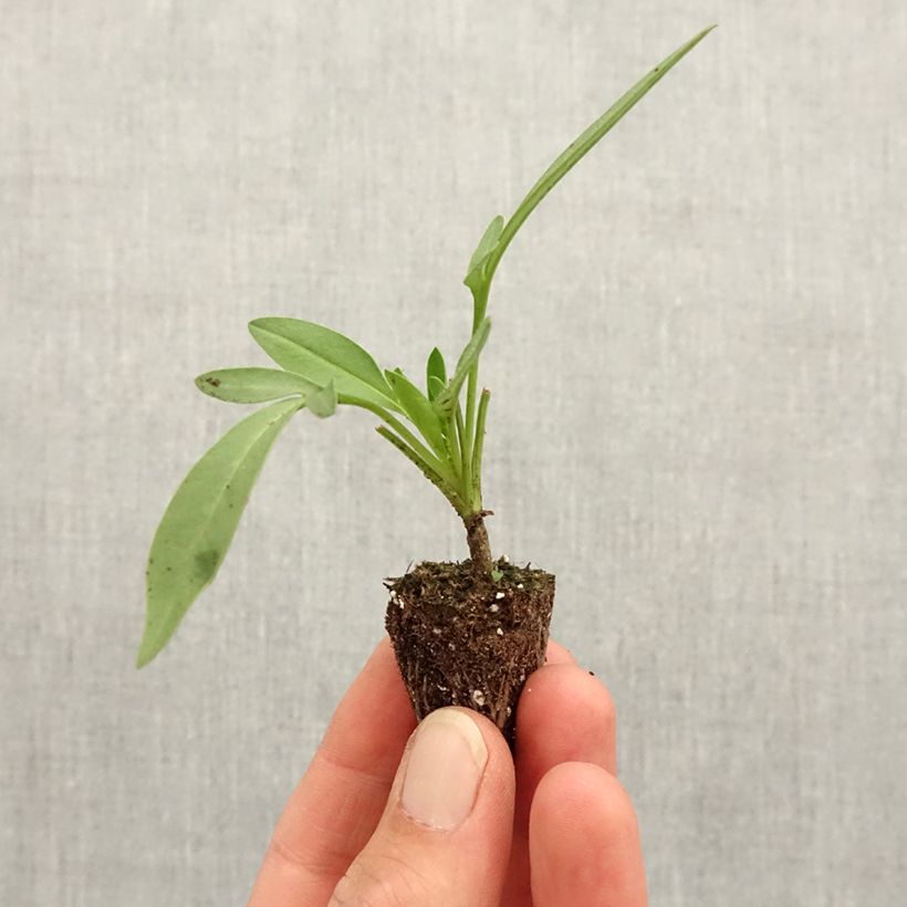 Spécimen de Coreopsis Uptick Cream Mini-motte 3 cm tel que livré au printemps
