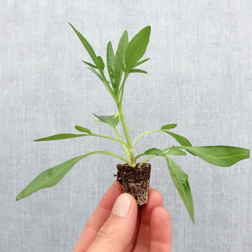 Spécimen de Coreopsis Uptick Red - Mini-motte Ø 3/4 cm tel que livré au printemps