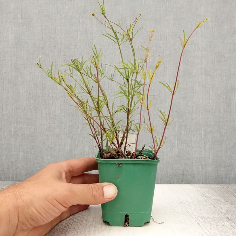 Spécimen de Coreopsis verticilata Sunbeam Godet de 8/9 cm tel que livré en été