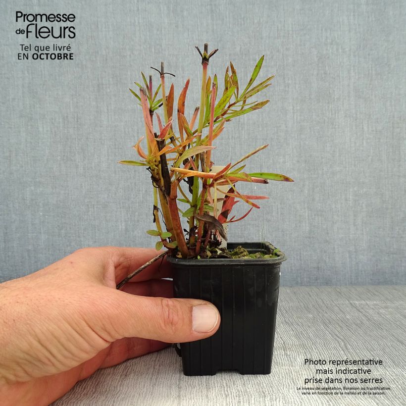 Spécimen de Coreopsis verticillata Bengal Tiger - Coréopsis verticillé tel que livré en automne