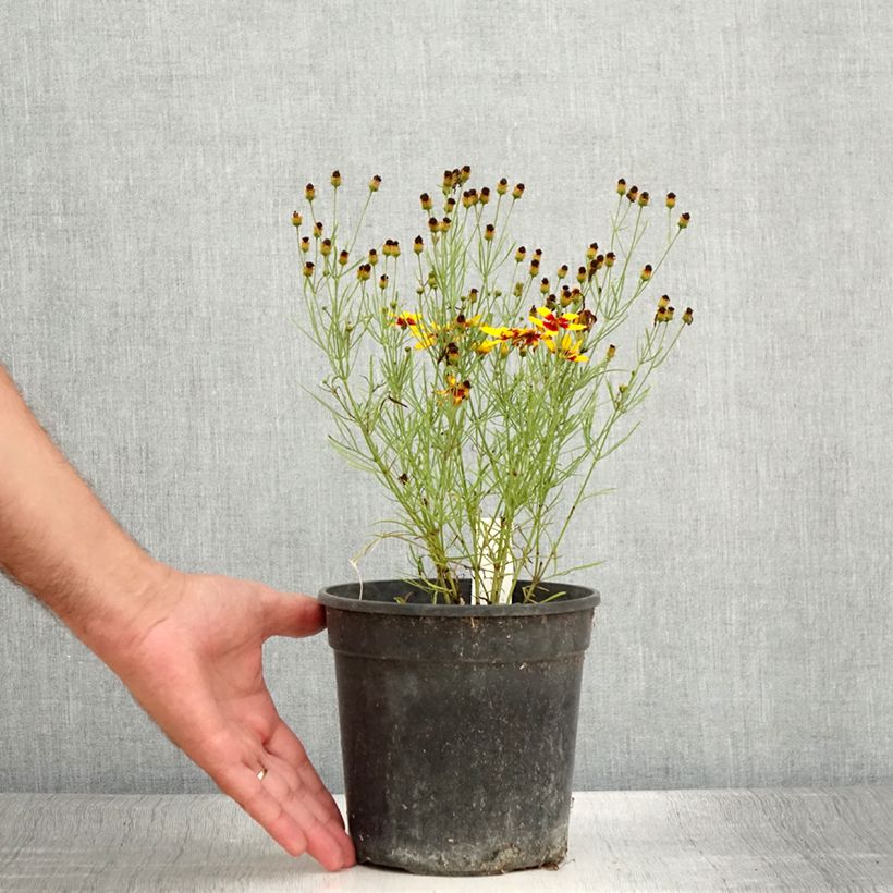 Spécimen de Coreopsis verticillata S&S Curry Up - Coreopsis verticillé Pot de 2L/3L tel que livré en été
