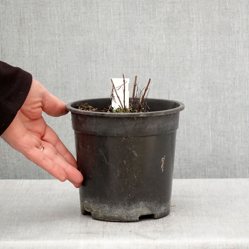 Spécimen de Coreopsis verticillata S&S Curry Up - Coreopsis verticillé - Pot de 2L/3L tel que livré au printemps