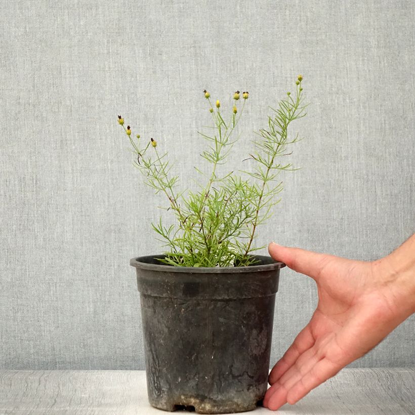 Spécimen de Coreopsis verticillata S&S Sassy Saffron - Coréopsis verticillé Pot de 2L/3L tel que livré en été