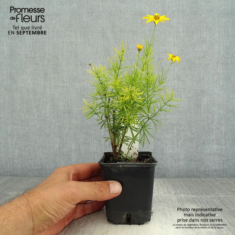 Spécimen de Coreopsis verticillata Zagreb - Coréopsis verticillé Godet de 8/9 cm tel que livré en été