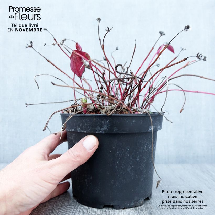 Spécimen de Cornouiller du Canada - Cornus canadensis Pot de 2L/3L tel que livré en automne