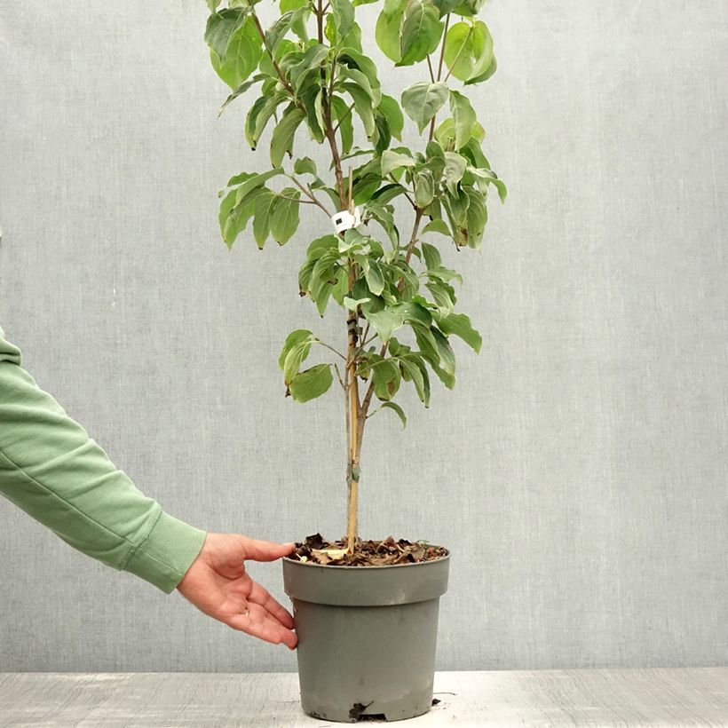 Spécimen de Cornus kousa Schmetterling - Cornouiller du Japon Pot de 4L/5L tel que livré en été