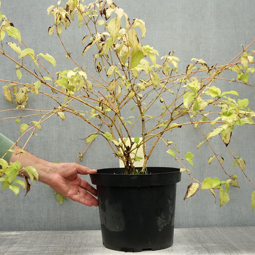 Spécimen de Cornus sanguinea Anny's Winter Orange - Cornouiller sanguin Pot de 7,5L/10L tel que livré en été