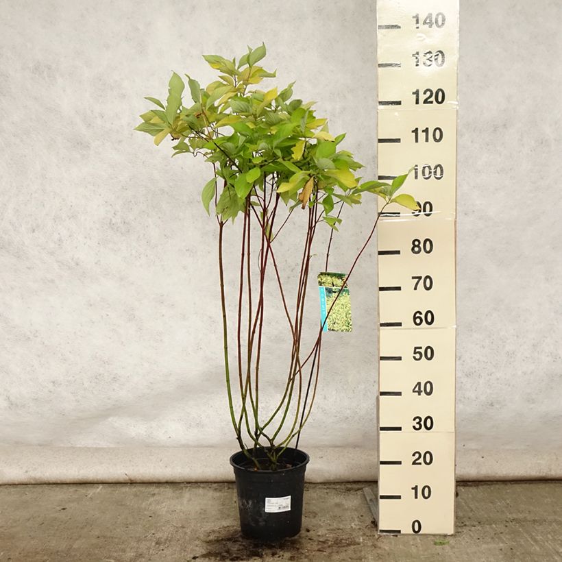 Spécimen de Cornus alba Aurea - Cornouiller blanc Pot de 7,5L/10L tel que livré en été