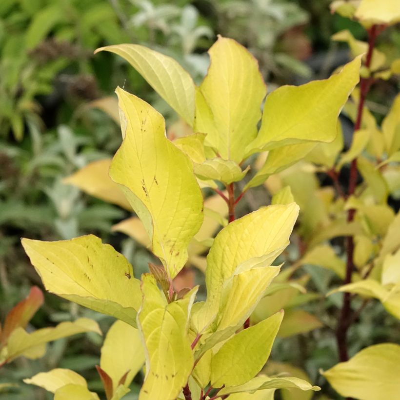 Cornus alba Aurea - Cornouiller blanc (Feuillage)