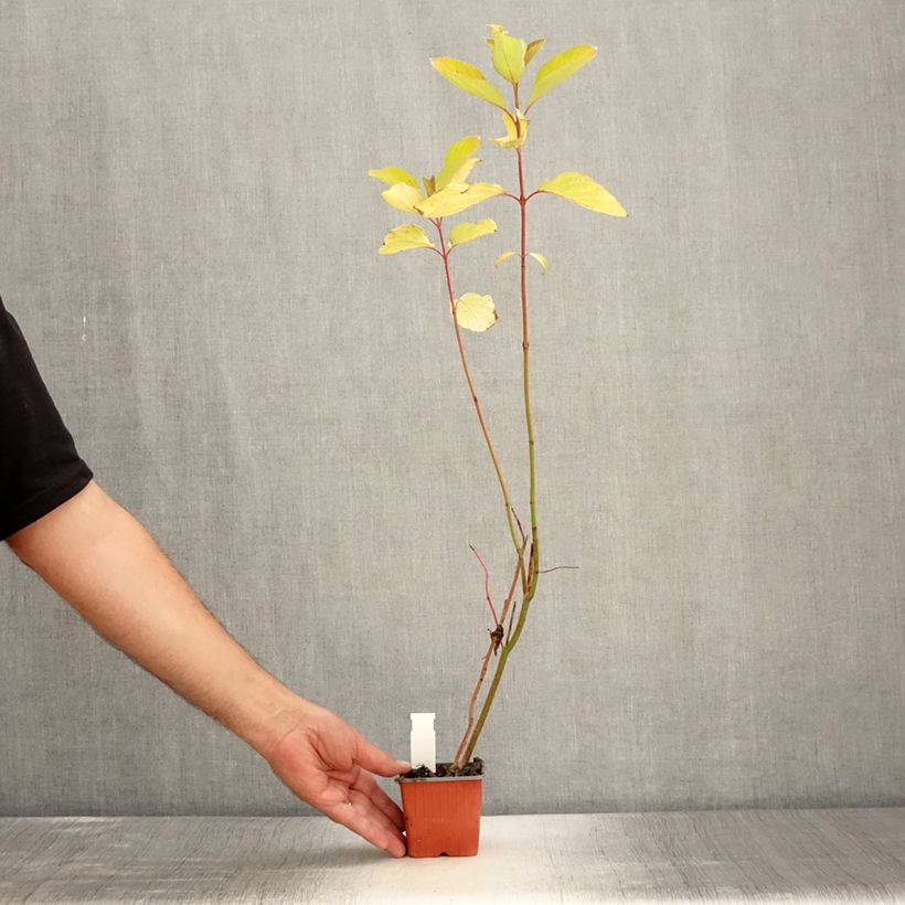 Spécimen de Cornus alba Aurea - Cornouiller blanc Godet de 8/9 cm tel que livré en été
