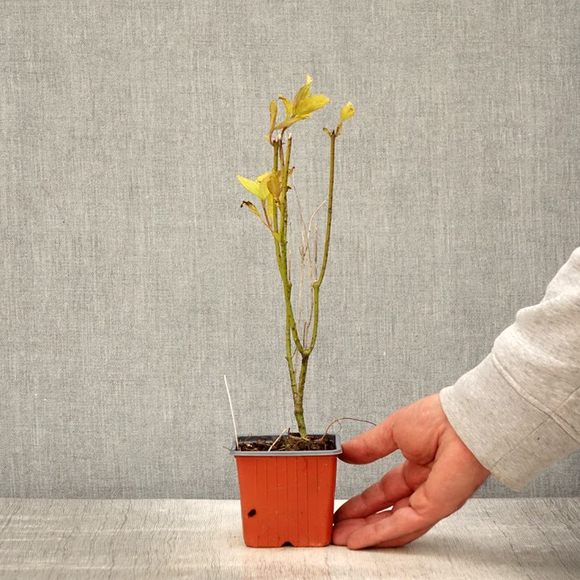 Spécimen de Cornus alba Aurea - Cornouiller blanc - Godet de 8/9 cm tel que livré au printemps