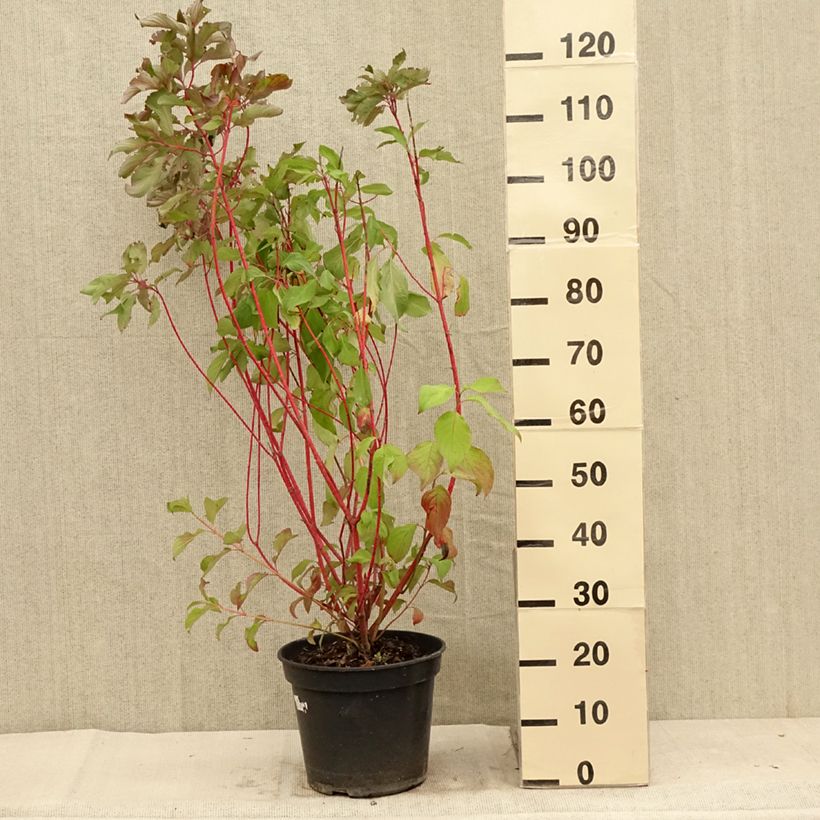 Spécimen de Cornus alba Baton Rouge - Cornouiller blanc à bois rouge Pot de 4L/5L tel que livré en été