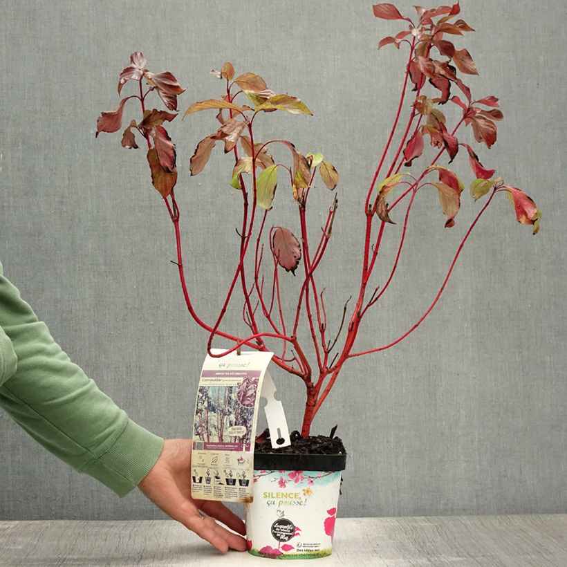 Spécimen de Cornus alba Baton Rouge - Cornouiller blanc à bois rouge Pot de 2L/3L tel que livré en été