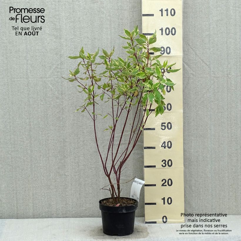 Spécimen de Cornus alba Cream Cracker - Cornouiller blanc Pot de 2L/3L tel que livré en été