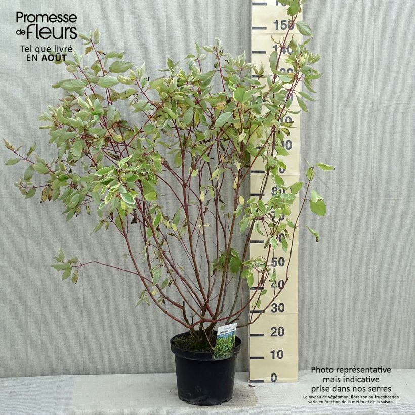 Spécimen de Cornus alba Cream Cracker - Cornouiller blanc Pot de 7,5L/10L tel que livré en été