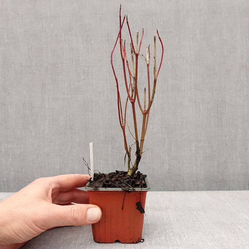 Spécimen de Cornus alba Elegantissima - Cornouiller blanc panaché - Godet de 8/9 cm tel que livré en hiver
