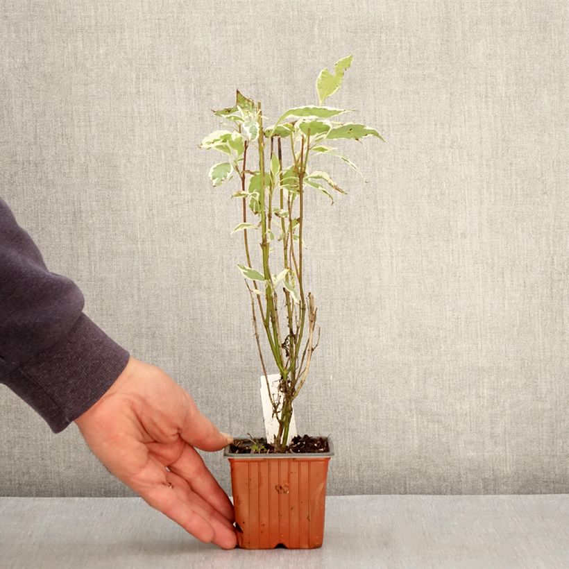 Spécimen de Cornus alba Elegantissima - Cornouiller blanc panaché Godet de 8/9 cm tel que livré au printemps