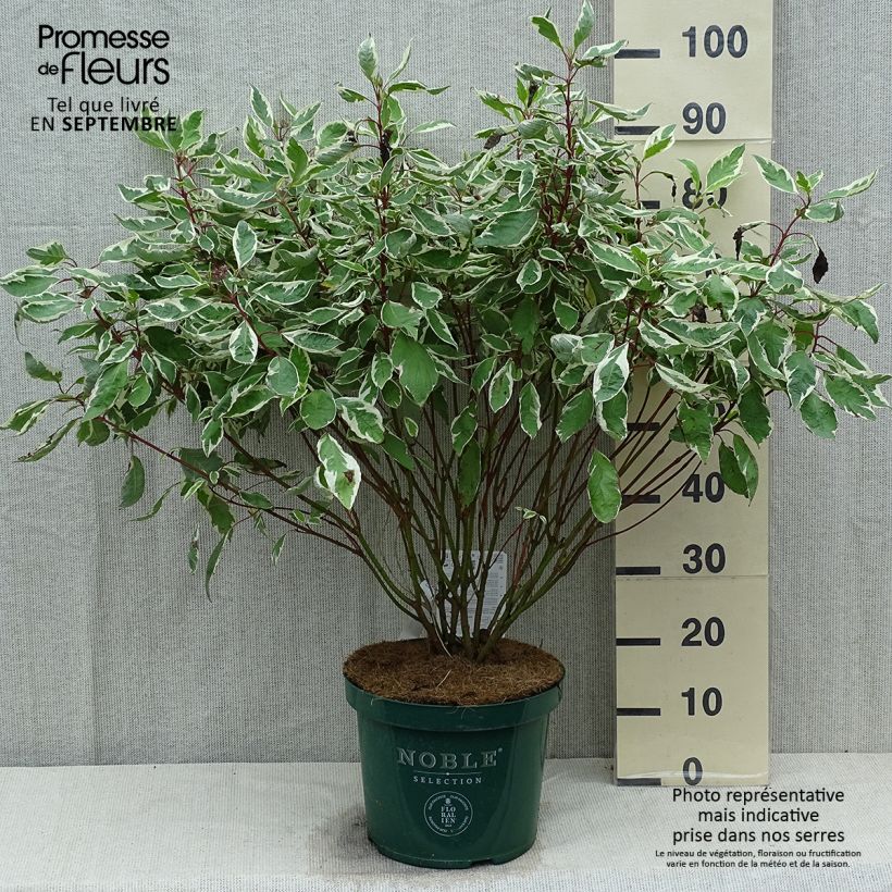 Spécimen de Cornus alba Ivory Halo - Cornouiller blanc Pot de 7,5L/10L tel que livré en été