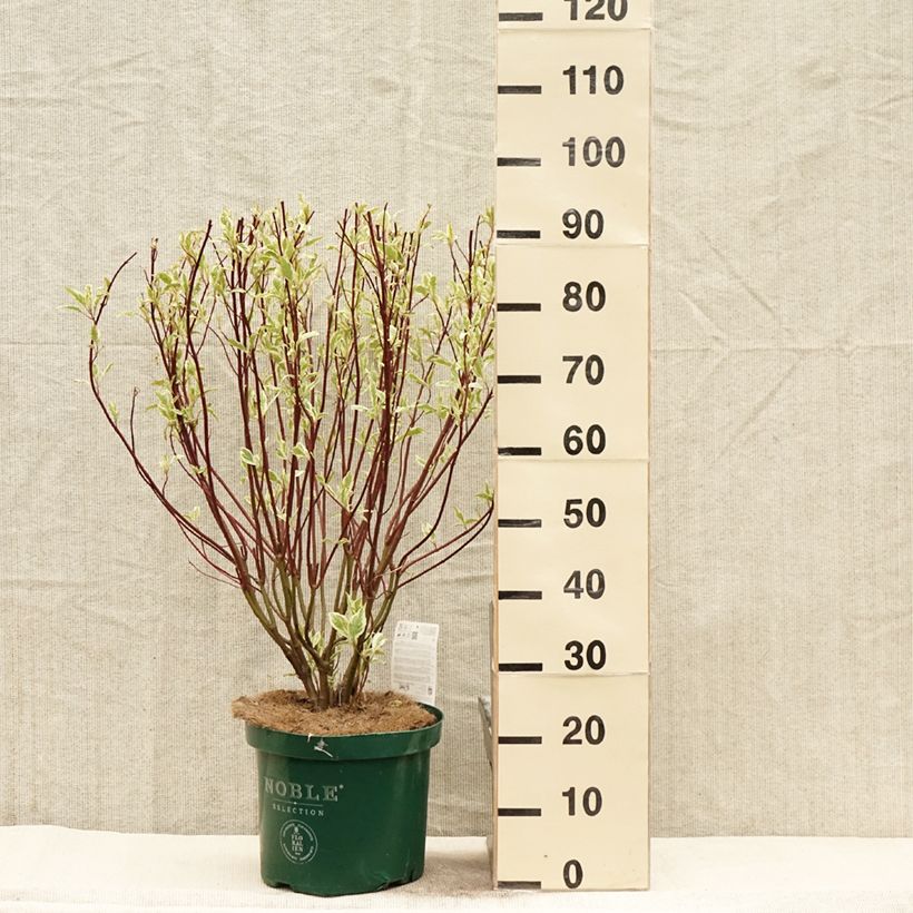 Spécimen de Cornus alba Ivory Halo - Cornouiller blanc en pot de 10L tel que livré au printemps