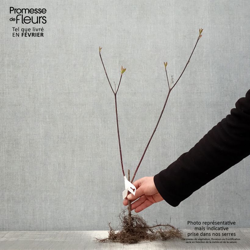 Spécimen de Cornus alba Kesselringii - Cornouiller blanc à bois brun violacé Racines nues, Ramifié tel que livré en hiver