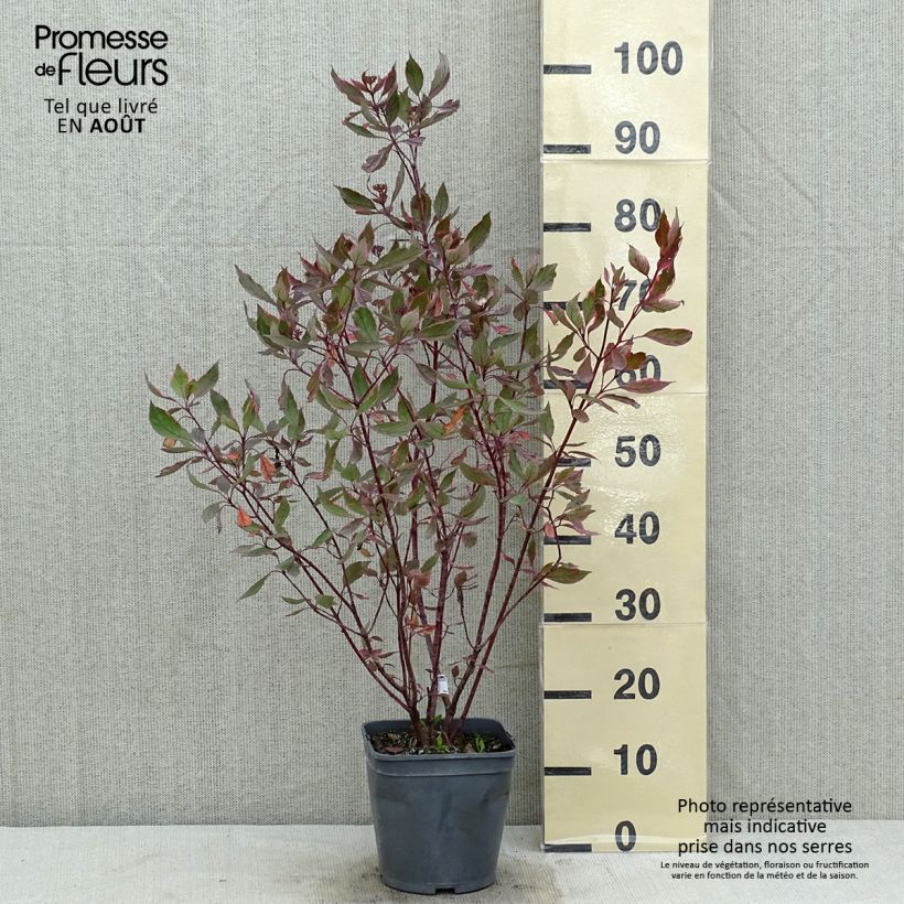 Spécimen de Cornus alba Miracle - Cornouiller blanc  Pot de 3L/4L tel que livré en été