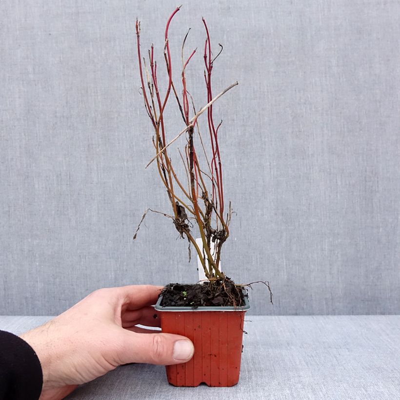 Spécimen de Cornus alba Neon Burst - Cornouiller blanc - Godet de 8/9 cm tel que livré en hiver