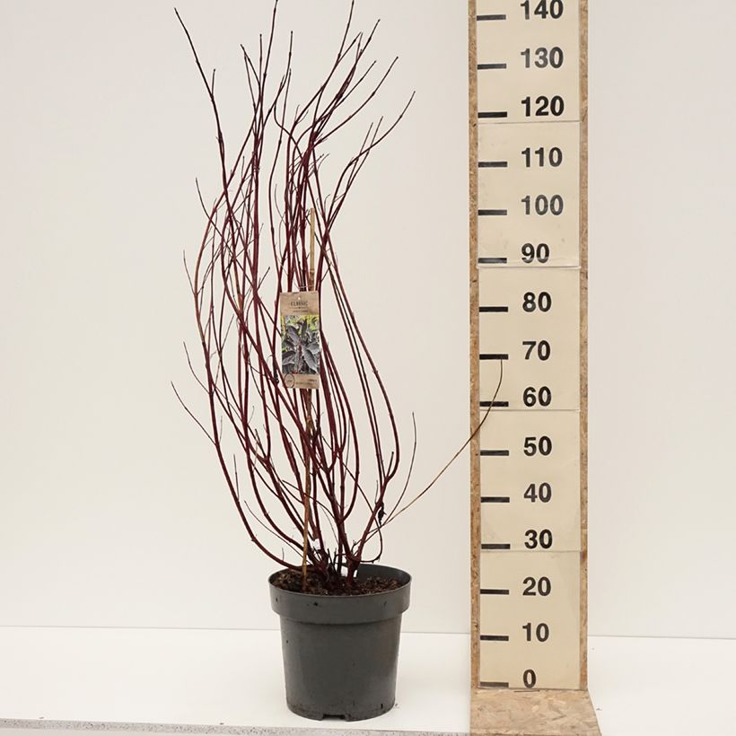 Spécimen de Cornus alba Nightfall - Cornouiller blanc Pot de 12L/15L tel que livré en hiver