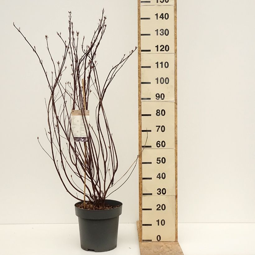 Spécimen de Cornus alba Nightfall - Cornouiller blanc Pot de 12L/15L tel que livré au printemps
