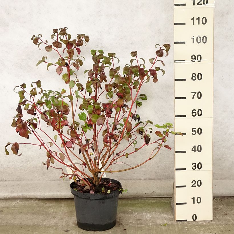 Spécimen de Cornus alba Siberian Pearls - Cornouiller blanc à bois rouge Pot de 7,5L/10L tel que livré en été
