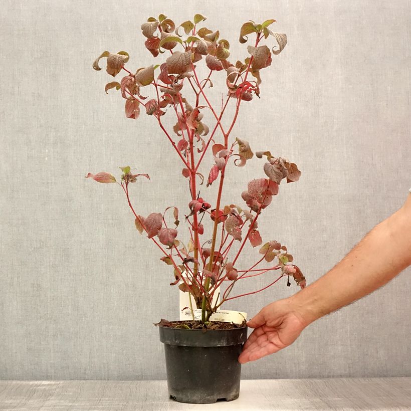 Spécimen de Cornus alba Siberian Pearls - Cornouiller blanc à bois rouge Pot de 3L/4L tel que livré en été