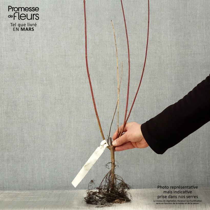 Spécimen de Cornus alba Sibirica - Cornouiller blanc de Sibérie Racines nues, Ramifié tel que livré au printemps