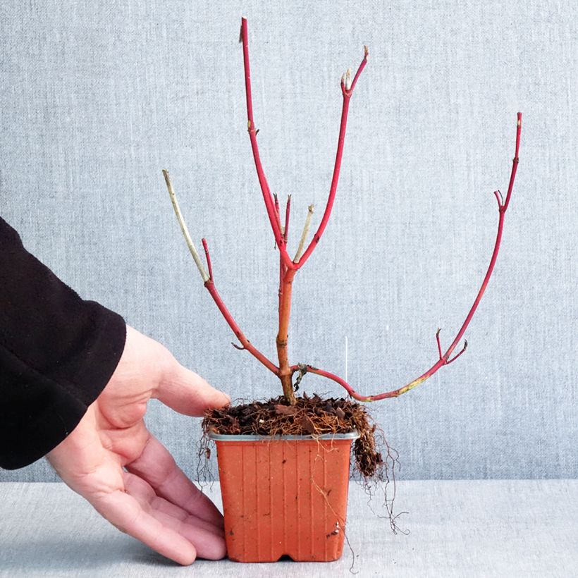 Spécimen de Cornus alba Sibirica - Cornouiller blanc de Sibérie Godet de 8/9 cm tel que livré en hiver
