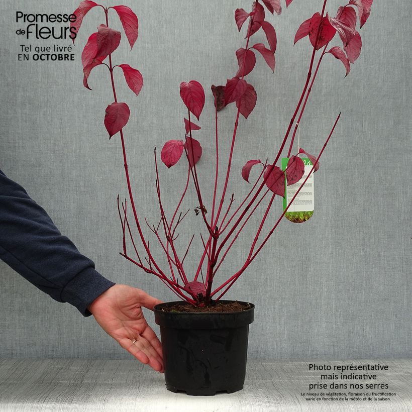 Spécimen de Cornus alba Sibirica - Cornouiller blanc de Sibérie Pot de 2L/3L tel que livré en automne