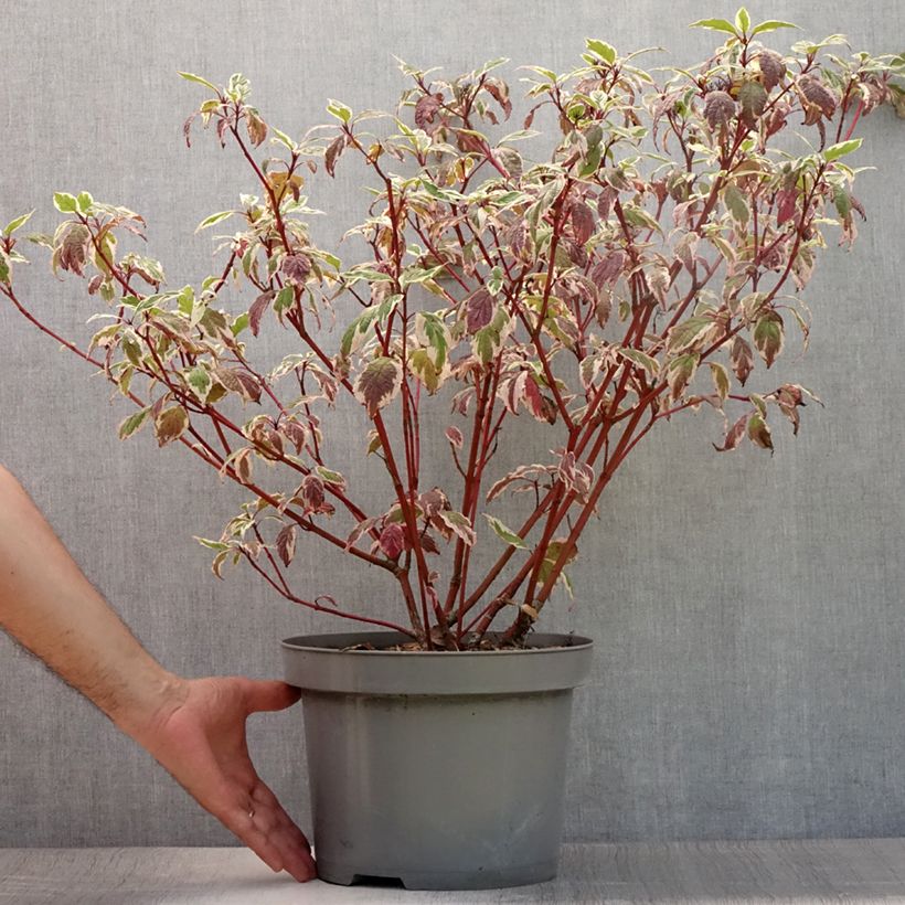 Spécimen de Cornus alba Sibirica Variegata - Cornouiller blanc Pot de 7,5L/10L tel que livré en été