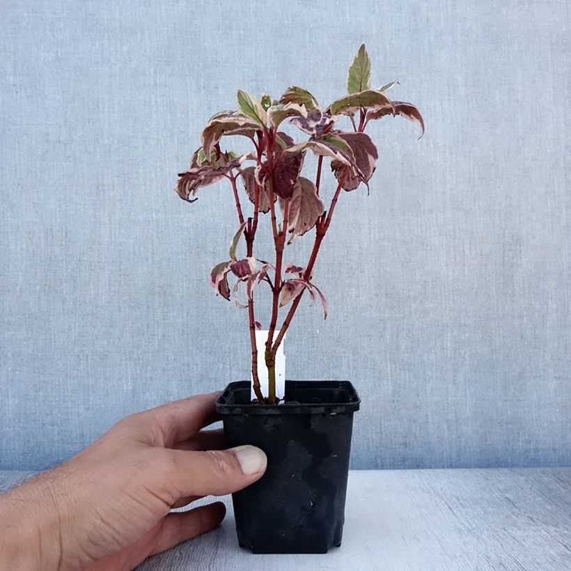 Spécimen de Cornus alba Sibirica Variegata - Cornouiller blanc Godet de 8/9 cm tel que livré en été