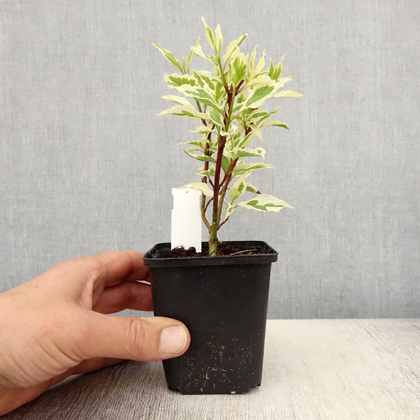 Spécimen de Cornus alba Sibirica Variegata - Cornouiller blanc Godet de 8/9 cmHauteur livrée env. 10/15cm tel que livré au printemps