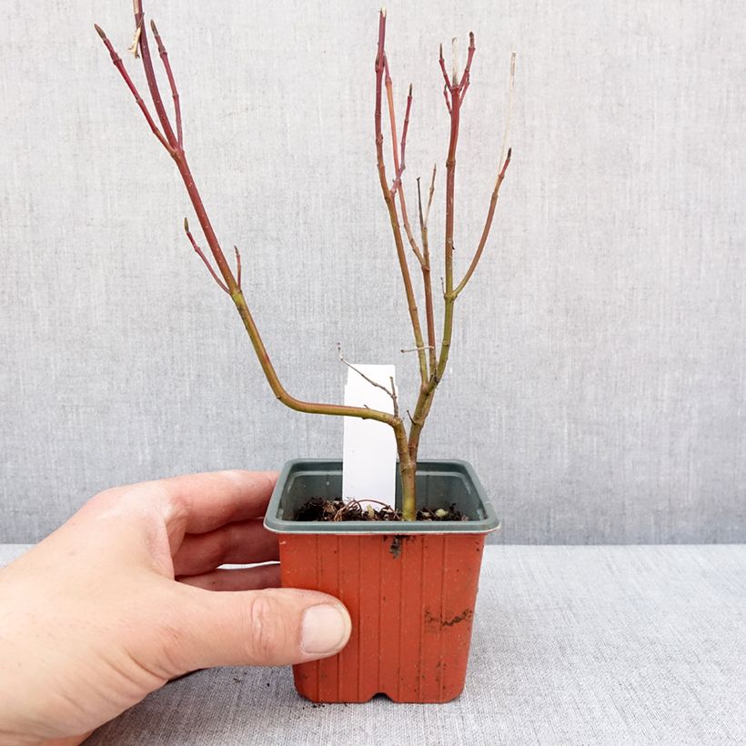 Spécimen de Cornus alba Spaethii - Cornouiller blanc à feuillage panaché Godet de 8/9 cm tel que livré en hiver