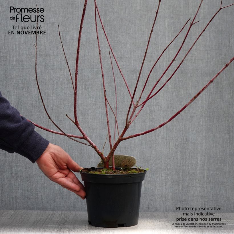 Spécimen de Cornus alba Spaethii - Cornouiller blanc à feuillage panaché Pot de 4L/5L tel que livré en automne