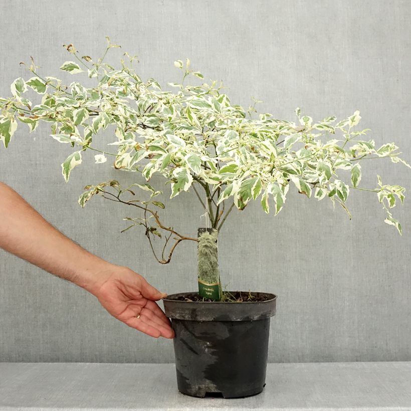 Spécimen de Cornus alternifolia Argentea - Cornouiller panaché à feuilles alternes Pot de 3L/4L tel que livré en été
