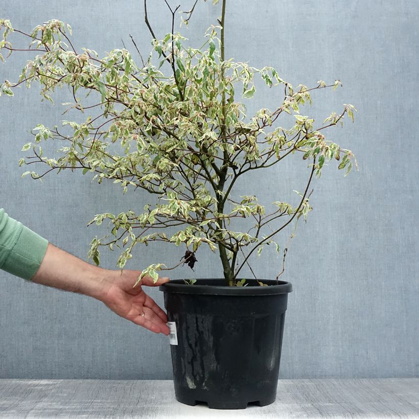 Spécimen de Cornus alternifolia Argentea - Cornouiller panaché à feuilles alternes Pot de 12L/15L tel que livré en été