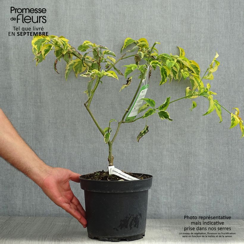 Spécimen de Cornus alternifolia Golden Shadows - Cornouiller à feuilles alternes  Pot de 4L/5L tel que livré en été